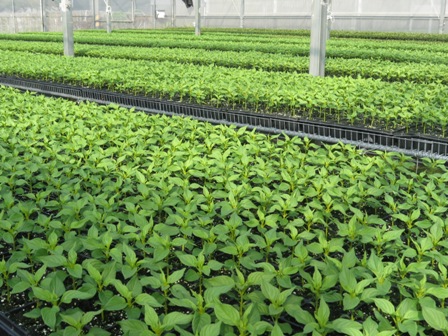 Fig.2 Seedlings of cockscomb by plug system.