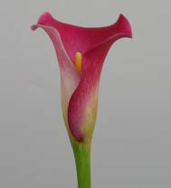 彩色海芋種苗一號～桃姬