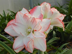 孤挺花種苗一號～粉珍珠 