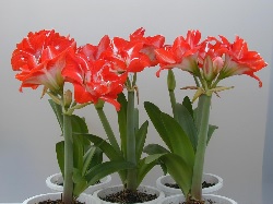 孤挺花種苗二號～紅艷