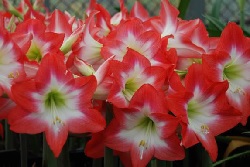 孤挺花種苗三號～桃之華