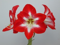 孤挺花種苗四號～熱情