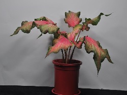 彩葉芋種苗一號～火之舞