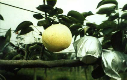 台農種苗二號～蜜雪梨