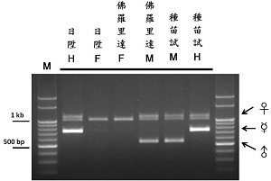 圖一、利用分子標誌可於木瓜苗期快速檢定參試樣品雄株、雌株以及兩性株三種性別。
