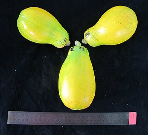 圖二、木瓜兩性株果實呈洋梨型或長橢圓型。