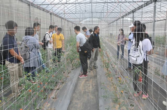 參訪品種改良保護課番茄溫室 (解說人員：洪瑛穗助理研究員)