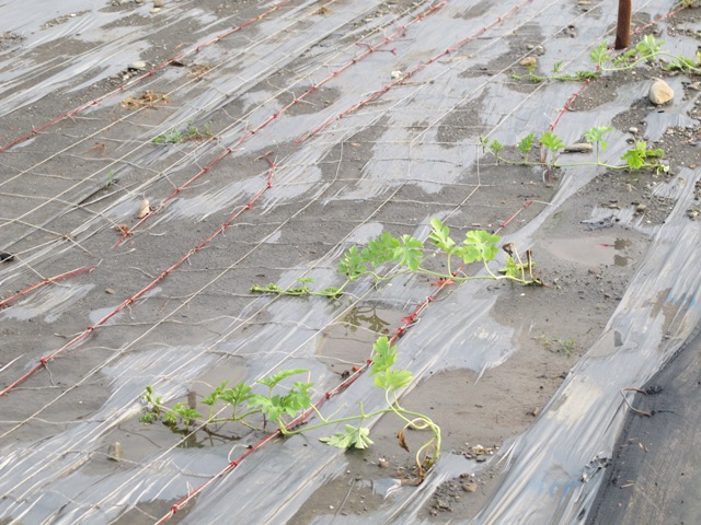 圖2-西瓜品種比賽田間種植植株在颱風影響下仍生育良好