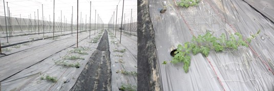 參賽西瓜品種已定植田間，生長狀況良好。