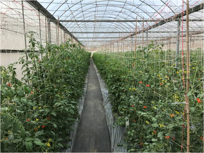 圖1. 溫室番茄種植栽培生產