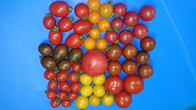 圖2. 多種不同果色之番茄