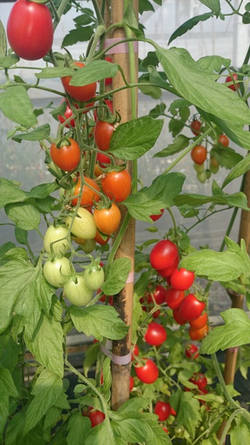 圖3. 番茄抗病及耐熱之品種選育