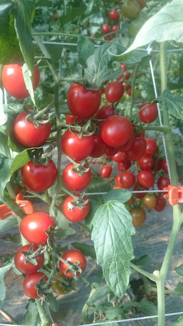 圖4. 果實熟度一致之成串番茄品種