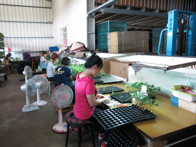 圖3.茄果與瓜果類蔬菜嫁接苗生產逐漸普遍