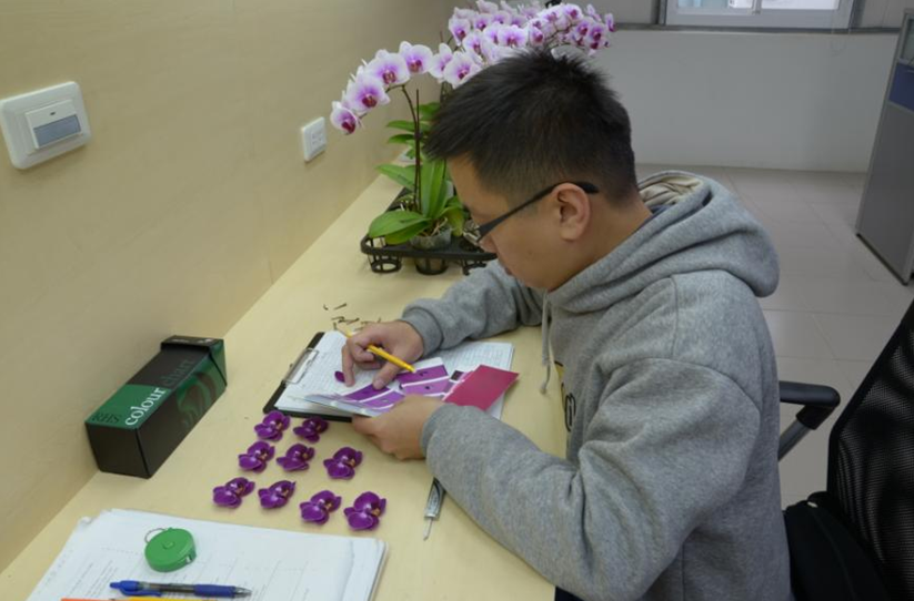 圖2.本場進行蝴蝶蘭品種檢定作業情形