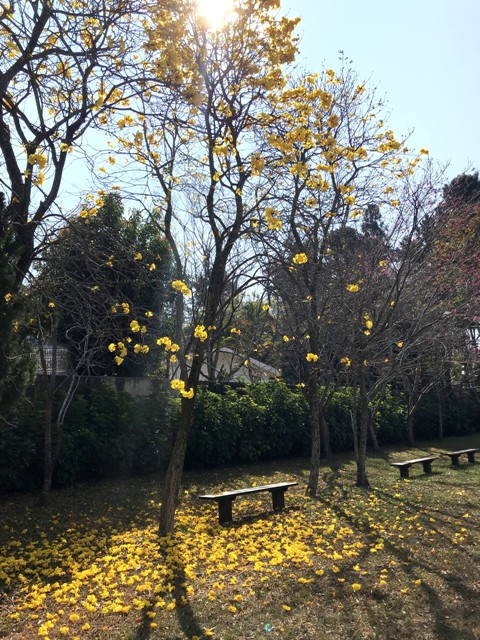 訓練園區內盛開的黃花風鈴木