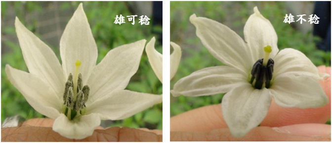 圖一、辣椒花。左圖為雄可稔，花藥上帶有白色花粉；右圖為雄不稔，花藥上沒有花粉
