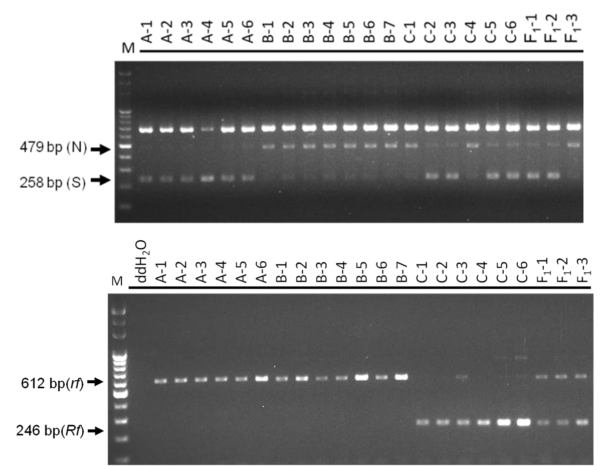 圖二、番椒雄不稔分子標誌技術。上圖(S)代表雄不稔細胞質，(N)代表雄可稔細胞質。下圖(Rf)代表顯性稔性恢復對偶基因，(rf)代表隱性稔性恢復對偶基因。