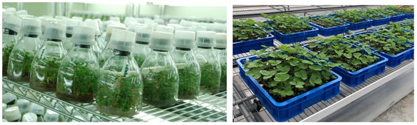 種苗場生產之健康草莓組織培養苗(左圖)及G1種苗(右圖)