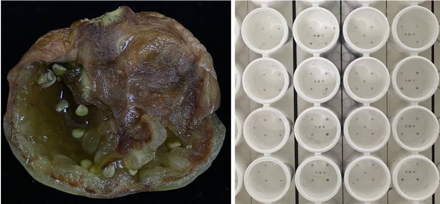 利用產研開發之番茄病原檢測晶片檢測罹病番茄
