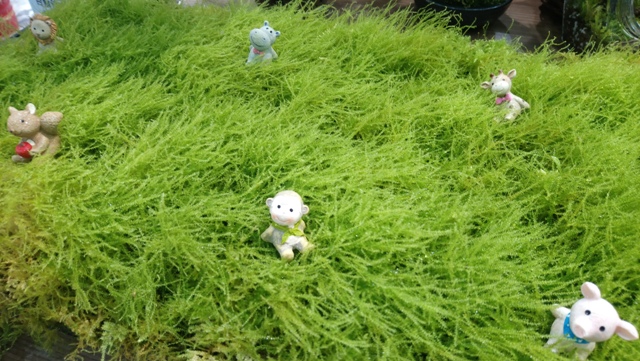 圖一、微觀下如草原般的苔蘚擺設。