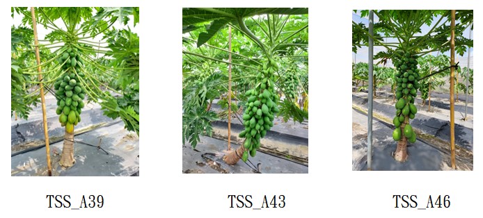 圖1.木瓜TSS＿A39（左）、TSS＿A43（中）及TSS＿A46（右）栽培情形及著果情形