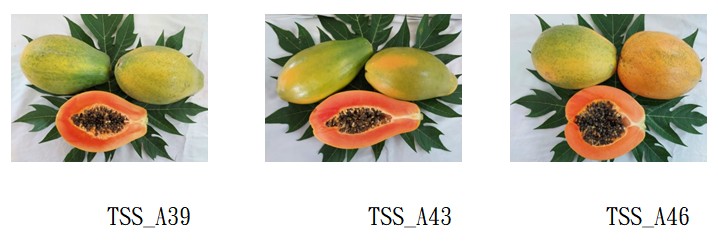 圖2. 木瓜TSS＿A39（左）、TSS＿A43（中）及TSS＿A46果實外觀