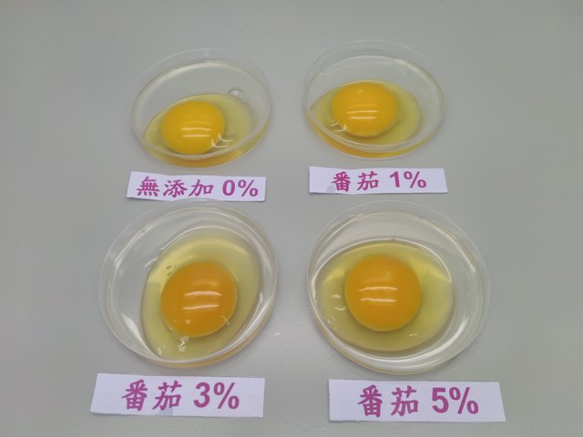 圖2.飼料中添加1％以上的番茄粉，可使蛋黃顏色變深。