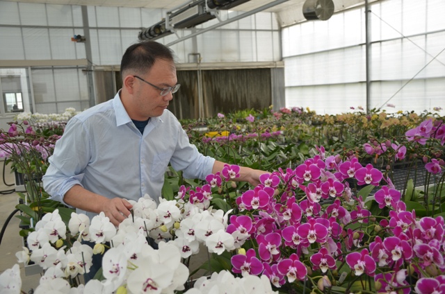 種苗場進行蝴蝶蘭品種檢定作業情形