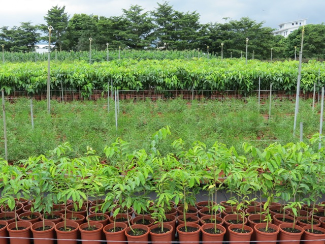 空氣斷根盆（沈香、臺灣肖楠、桃花心木）樹種
