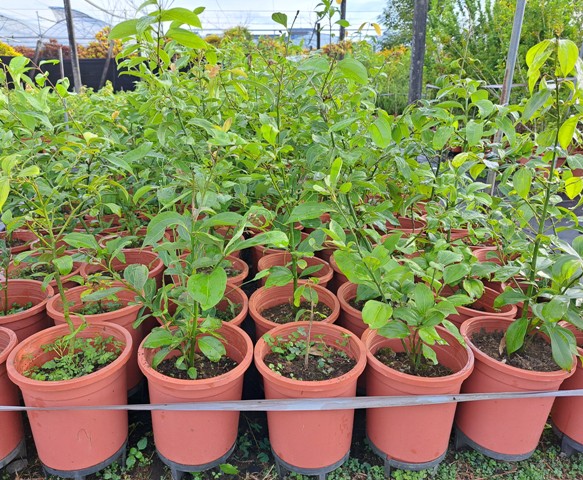 臺灣土肉桂為樟科原生種苗木,近年來深受民眾喜愛