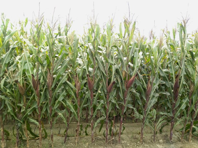 圖一、新品種「青割玉米臺農8號」植株生育強健，豐產且營養價值高