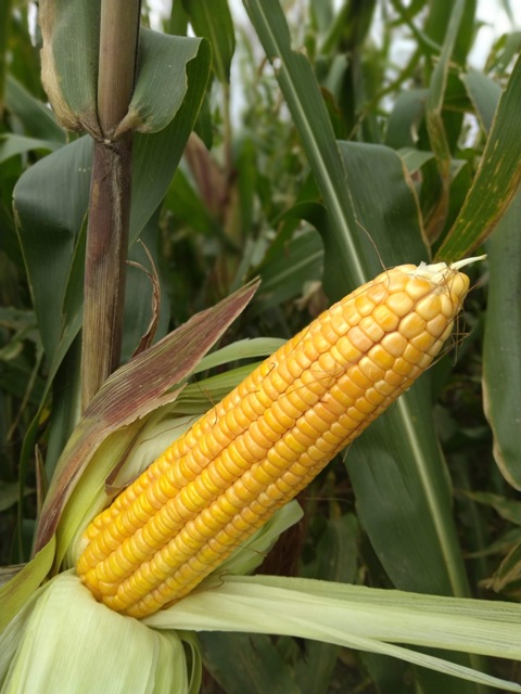 圖二、新品種「青割玉米臺農8號」亦可兼用為硬質玉米品種