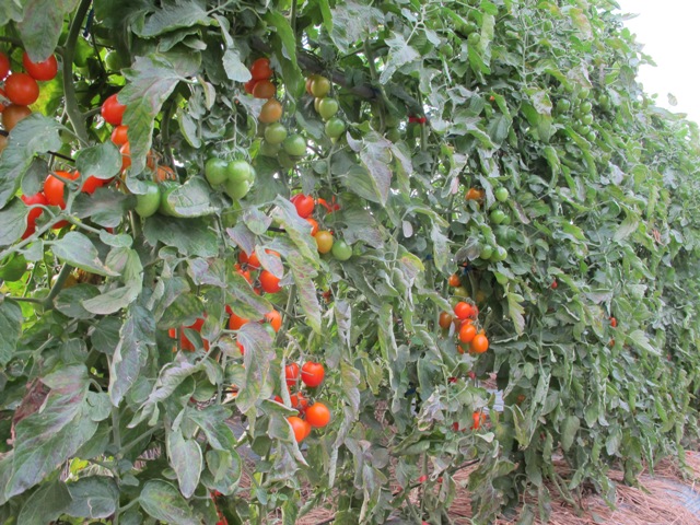 圖二、番茄「種苗亞蔬25號」植株生長情形