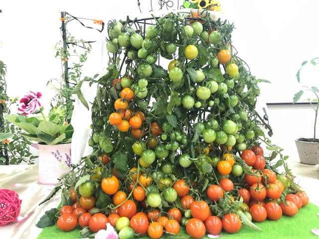 圖三、番茄「種苗亞蔬25號」，供消費者安心食用