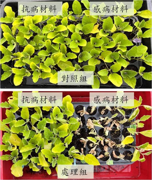 圖2. 病原接種七日內，即可辨別茄砧材料抗病性表現。
