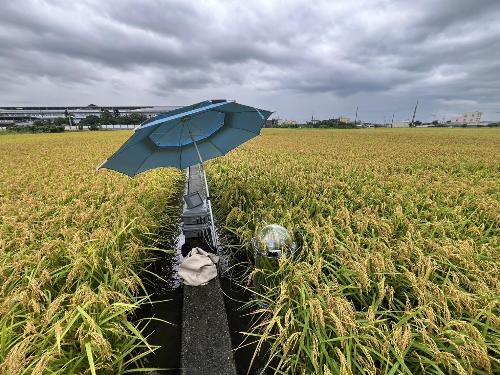 圖二、綠肥-水稻輪作制度下，長期追蹤各個關鍵時期甲烷及氧化亞氮排放量。