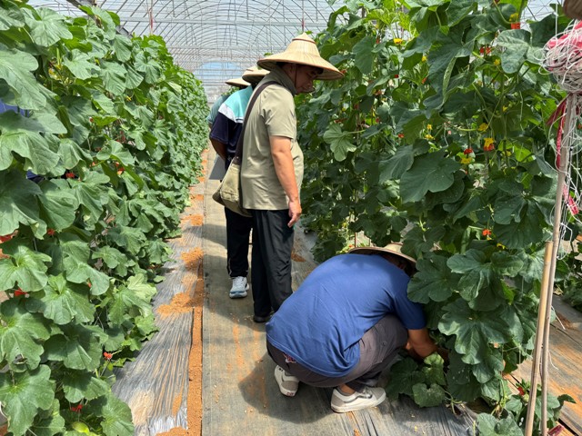 參與田間觀摩會的農友認真觀察美濃瓜調整灌溉後的果品表現。