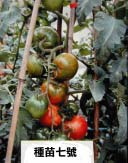 種苗七號～青山番茄