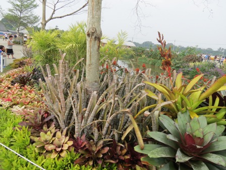 Fig. 2 Display of bromeliads in outdoor landscaping.