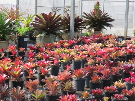 Fig. 3 The germplasm collection and preservation nursery of bromeliads.
