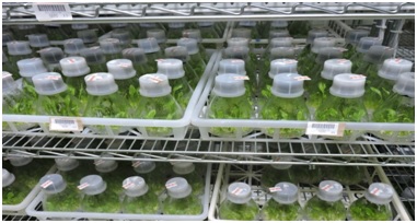 Tissue culture production bar code management system