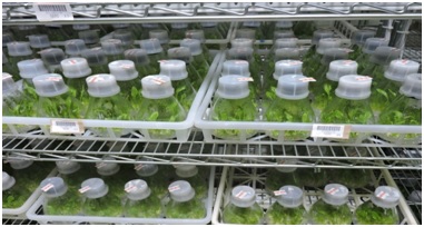 Tissue culture production bar code management system