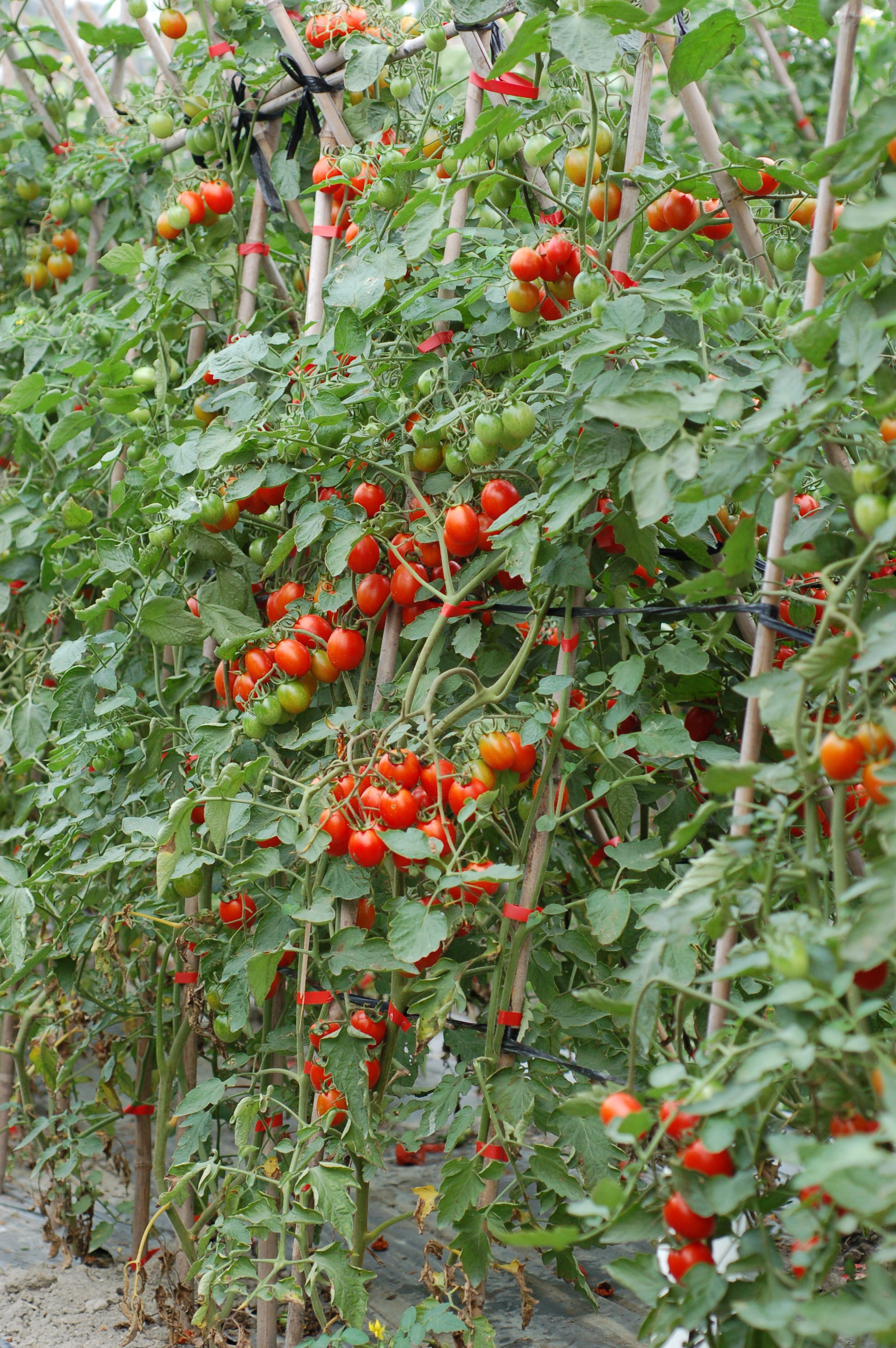 優質小果番茄種苗亞蔬 22 號