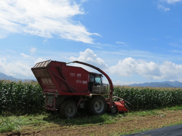 Fig. 2. The harvesting process of forage corn becomes more efficient with the help of large machineries, and the harvests could be transported quickly to stockyards or fermented as silages for fodder uses.