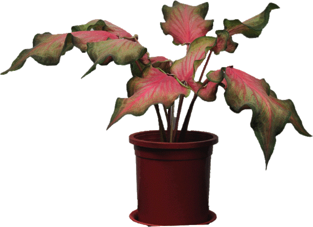 Fig3. Elite variety for potted plant use,‘TSS No.1-Dancing Fire’ developed by TSIPS.
