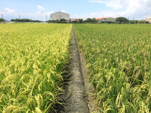 Figure 1. The possibility of hybridization will increase when fields cropping black rice are not adequately (more than 3 meters) separated with fields of other rice species. (Left field was cropping Tainan No. 11 and right field was black rice)