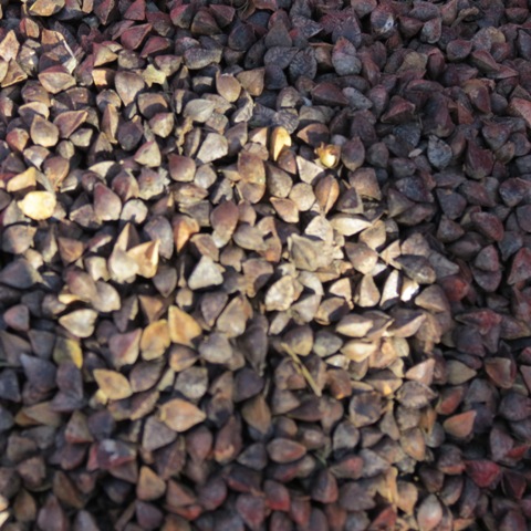 Fig.2 The triangle shaped seeds of buckwheat.