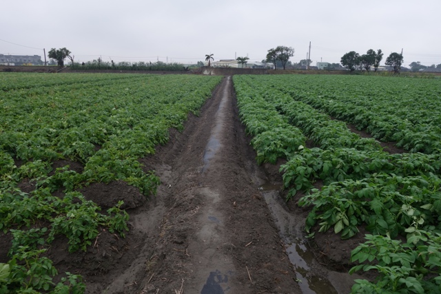 Differences in growth of non-certified seed potato (left) and certified seed potato (right) grown in the field.