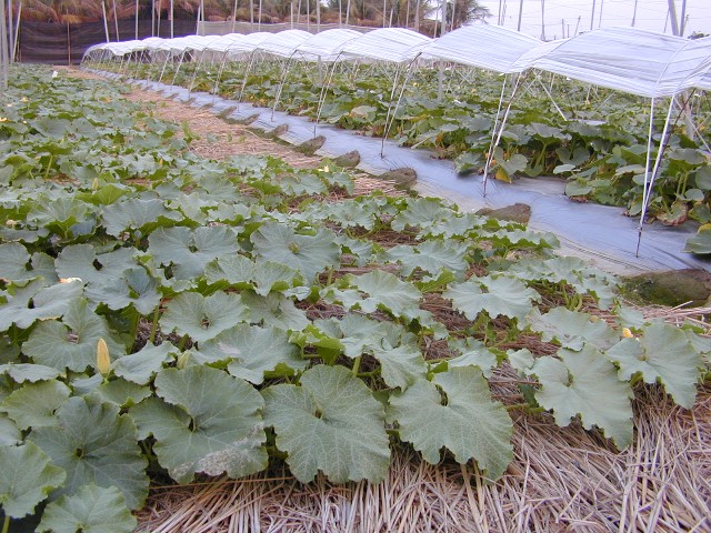 Fig1. Early cultivation of pumpkins in plastic tunnel shed over the winter in Central and South Taiwan.